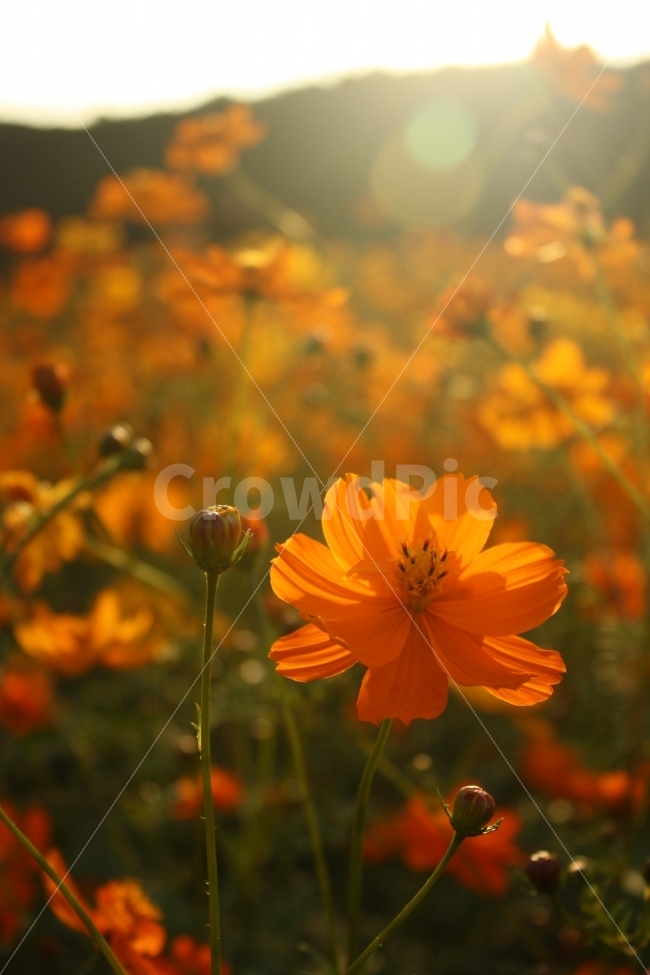 코스모스,가을,가을하늘,저녁노을,나들이,가을,계절,fall,autumn,season,식물,자연,plants,nature,꽃,flower,감성,sensible,feeling,plant