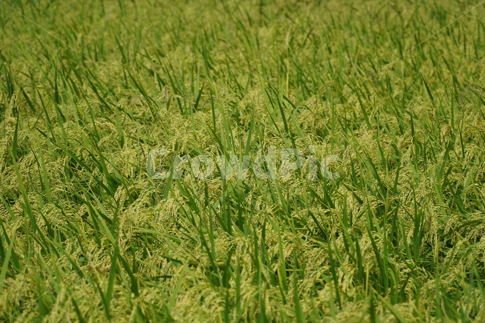 plant,식물,벼,풀,쌀,곡식,열매,낟알,창고,곡물창고,논,ricepaddy,green,초록,식물,자연,plants,nature,곡류,곡식,cereals