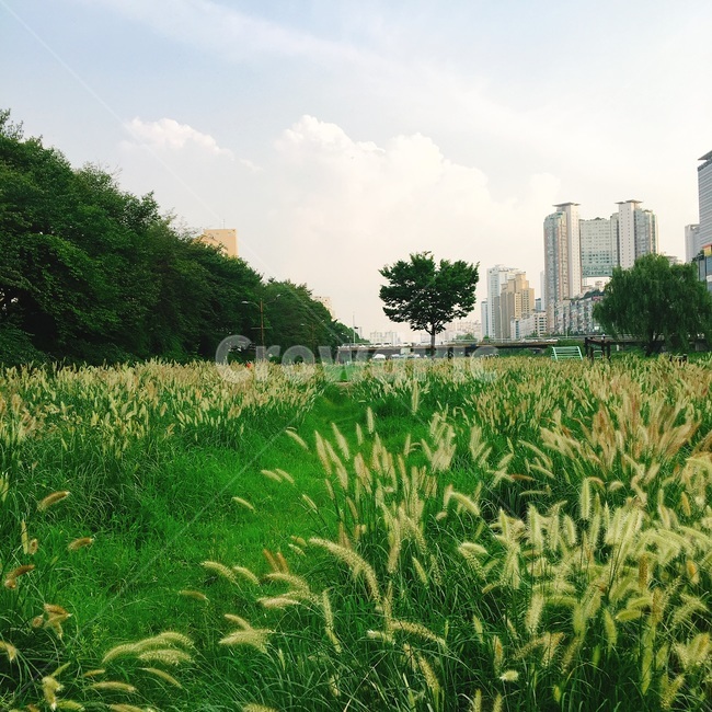 탄천,강아지풀,나무,초록,잔디,field,자연,outdoors,grassland,식물,nature,grass