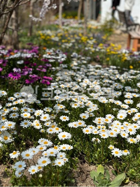 flower,꽃,장미,여름,초여름,길거리,조경,장미꽃,꽃다발,야생화,데이지,아네모네,petal,꽃잎,herbs,허브
