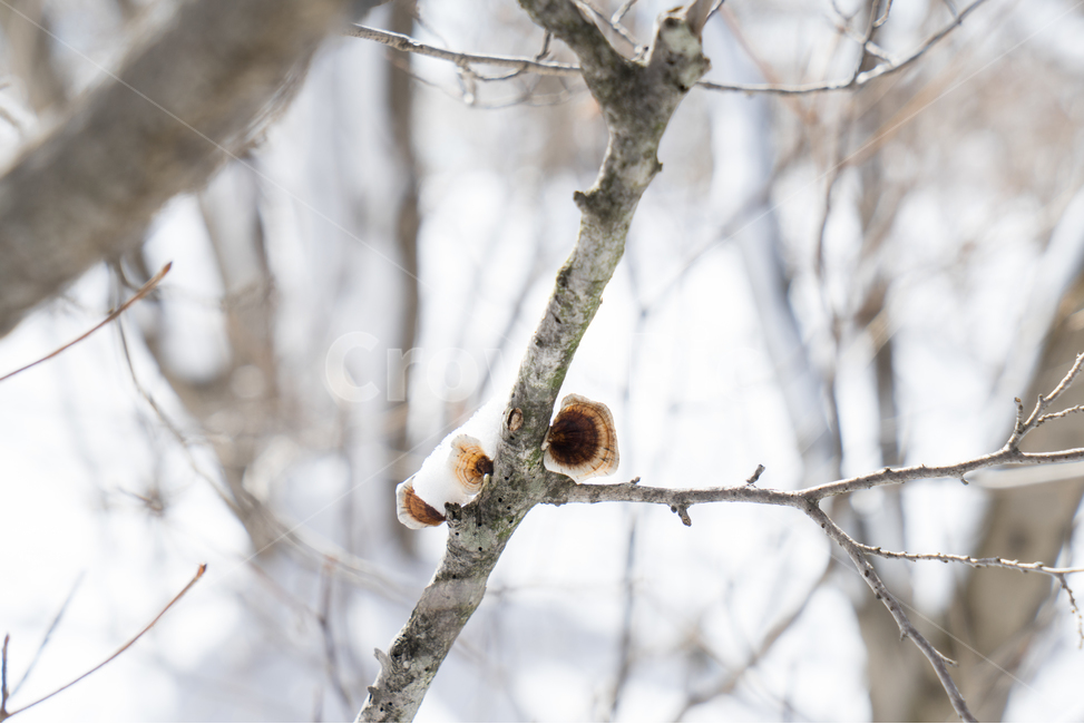 눈,설경,겨울,싸늘함,추위,snow,겨울,계절,winter,season