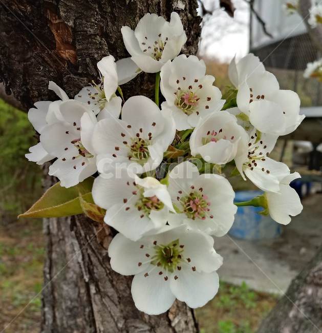 배꽃,peartree,장미과,백색꽃,낙엽활엽소교목과수용,관상용,식용,약용