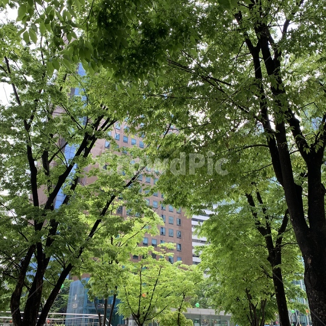 초록색,여름,나무,가로수,길거리