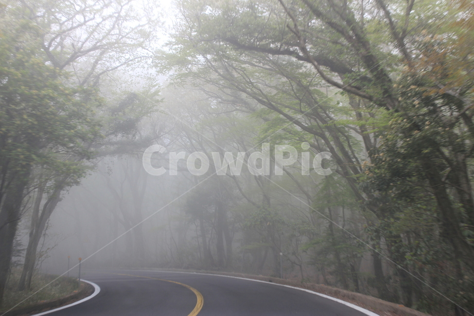 안개,숲터널,숲길,안개낀길,제주도,자연,풍경,nature,landscape,weather,날씨,outdoors,옥외