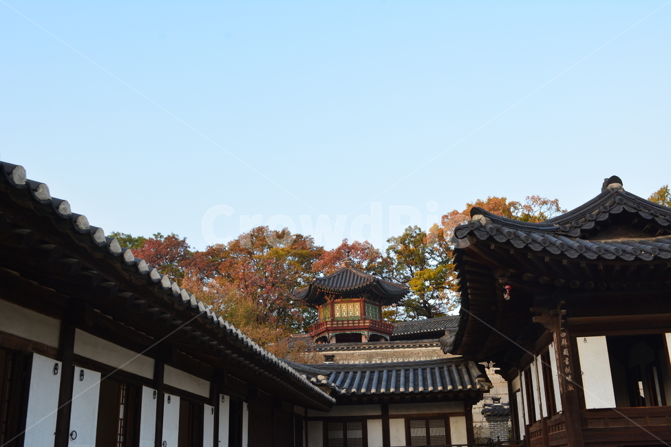 창덕궁,전통,가을,단풍,건축물,한국,한국전통,한국문화,korean traditional,korean culture,건축물,건물외관,exterior,building,structure,architecture,construction