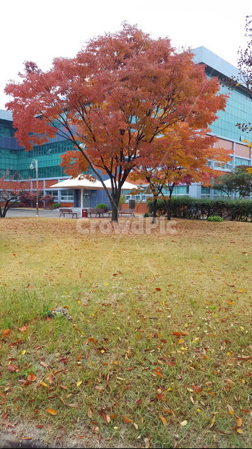 가을,단풍,낙엽,autumn,maple,fall,가을,계절,fall,autumn,season,plant,식물,grass,잔디,tree,나무