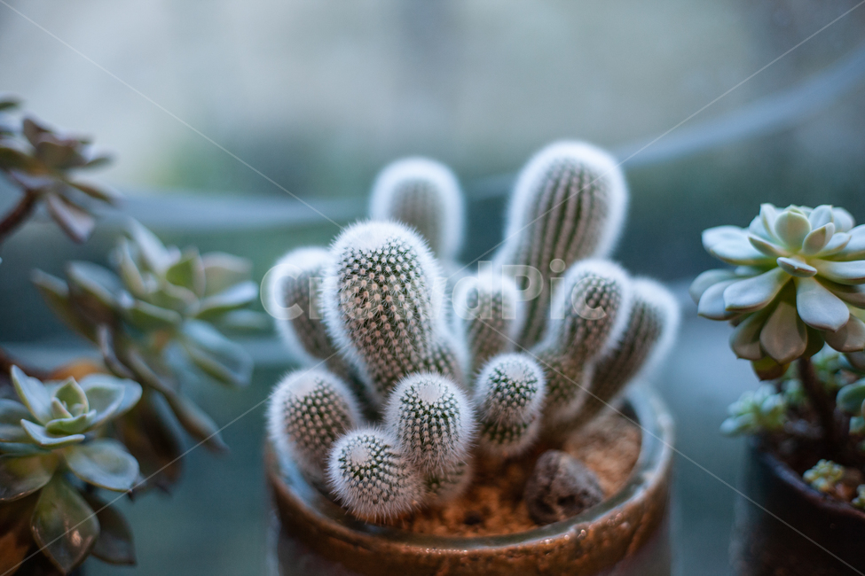 식물,화분,botanical,plant,자연