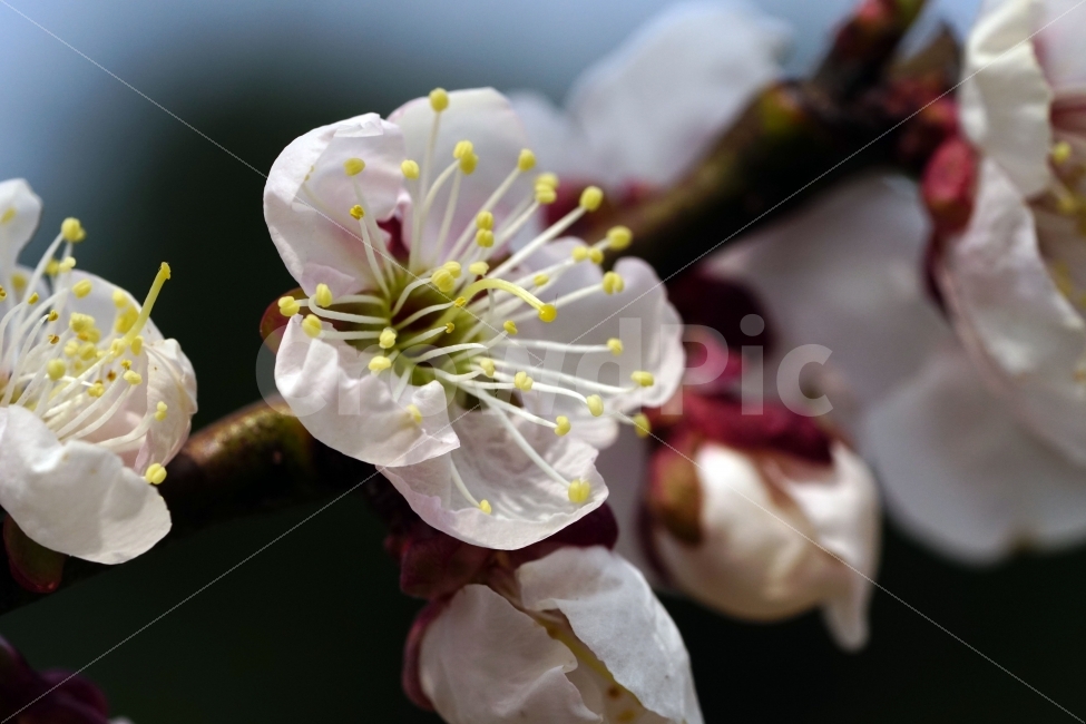 매화,꽃,나무,나뭇가지,산,봄,자연,플라워,꽃봉오리,flower,nature,spring,접사,macro,클로즈업,closeup,tree,숲,숲속,산림,삼림,조경,식물,plants,봄꽃,감성,힐링,풍경,landscape,식물,자연,plants,nature,봄,계절,spring,season,꽃,flower,plant