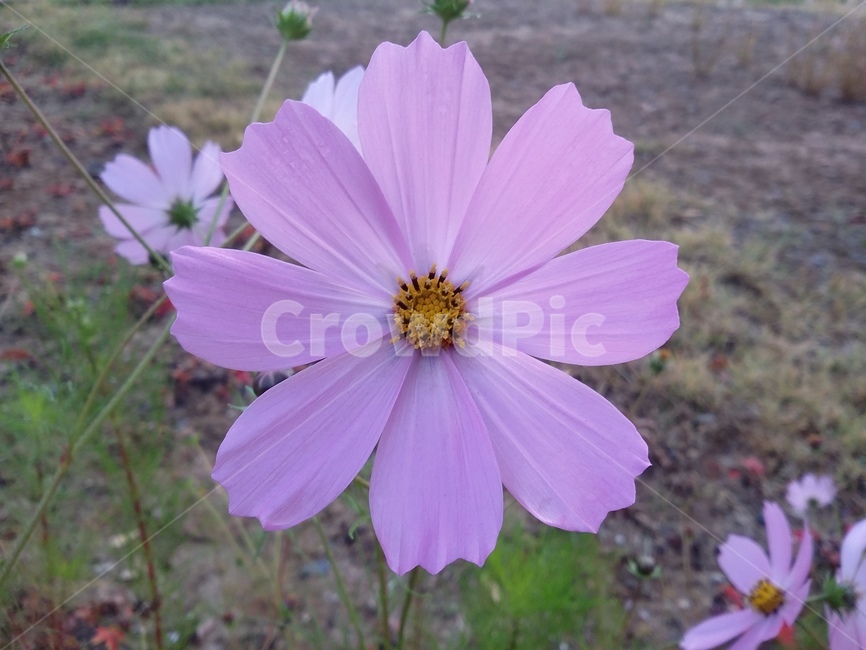plant,식물,flower,자연,꽃,코스모스,식물,자연,plants,nature,꽃,flower