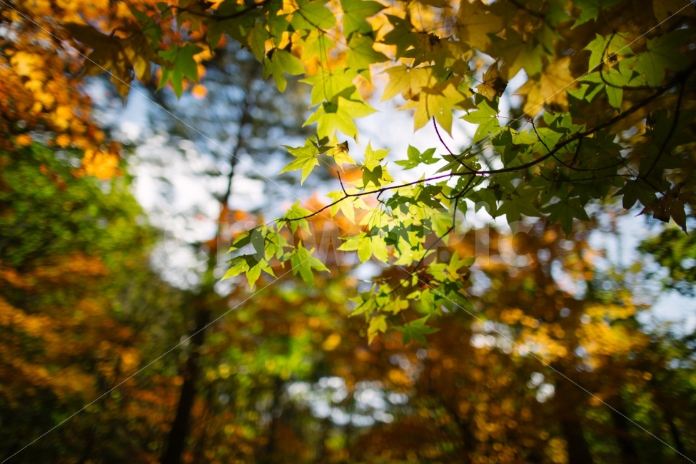 가을,단풍나무,단풍,초록색,노란색,감성,가을,계절,fall,autumn,season,식물,자연,plants,nature,휴식,힐링,rest,relaxation,healing,leaf,잎,plant,tree,나무