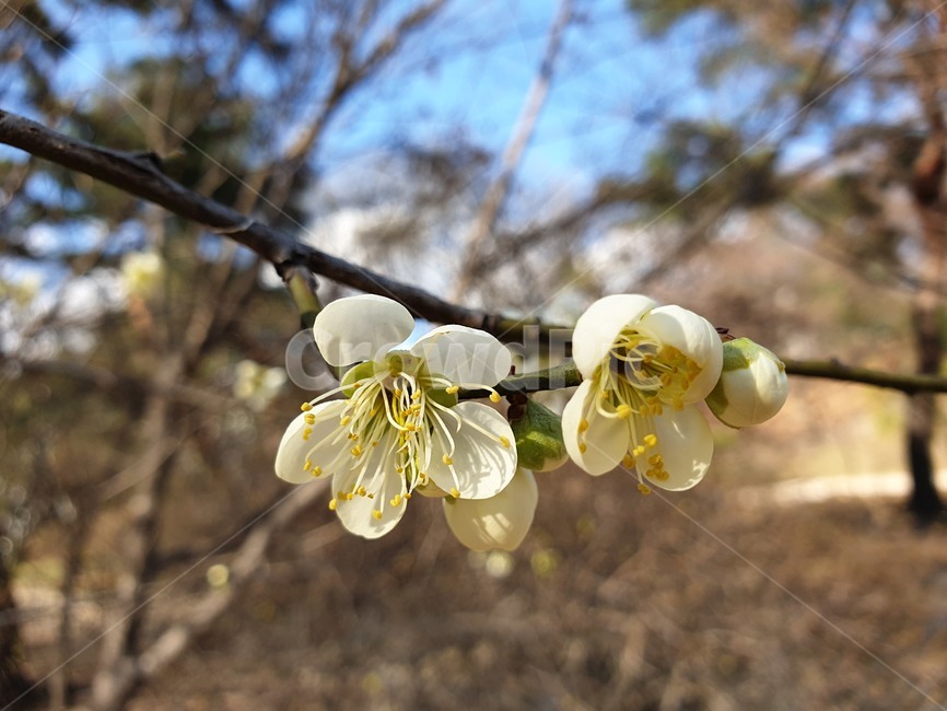 봄꽃,꽃,자연,매화,봄,식물,자연,plants,nature,꽃,flower
