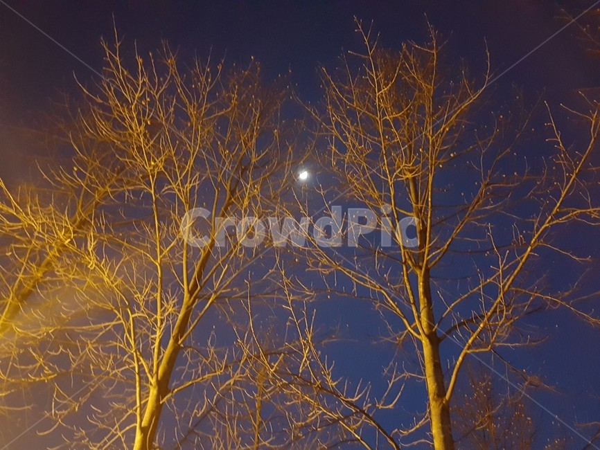 보름달,겨울,하늘,나무,밤하늘,자연,풍경,nature,landscape,야경,밤,nightscape,night,outdoors,옥외,tree,plant,식물