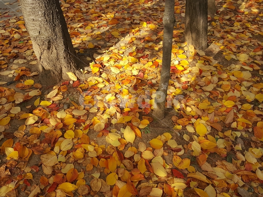 가을,낙엽,단풍,숲,나뭇잎,가을,계절,fall,autumn,season,leaf,잎,plant,식물,tree,나무,tree trunk,나무 줄기,ground,바닥