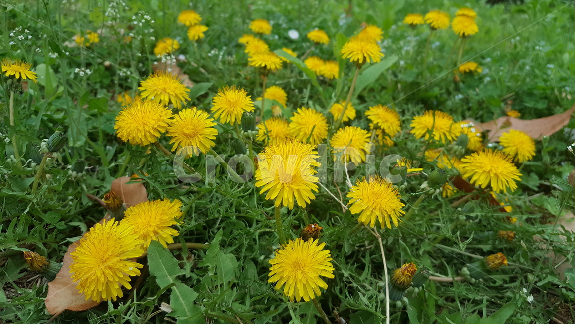 민들래,노랑,꽃,식물,봄,식물,자연,plants,nature,꽃,flower