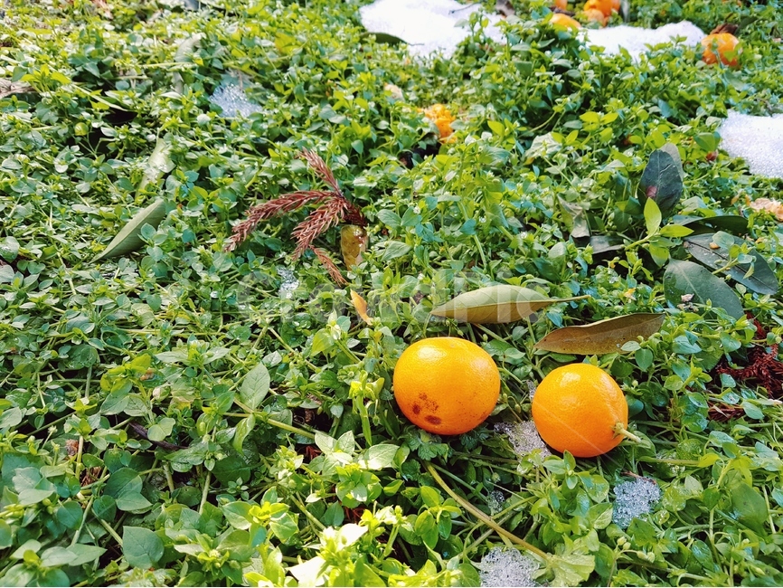 제주,귤농장,떨어진귤,귤따기체험,여행,풍경,식물,자연,plants,nature,과일,열매,fruit