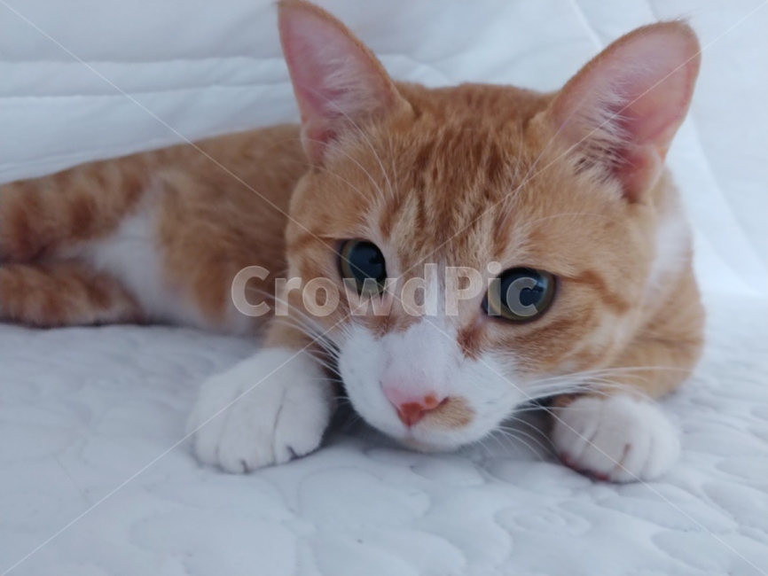 고양이,동물,냥,반려묘,가정묘,집사