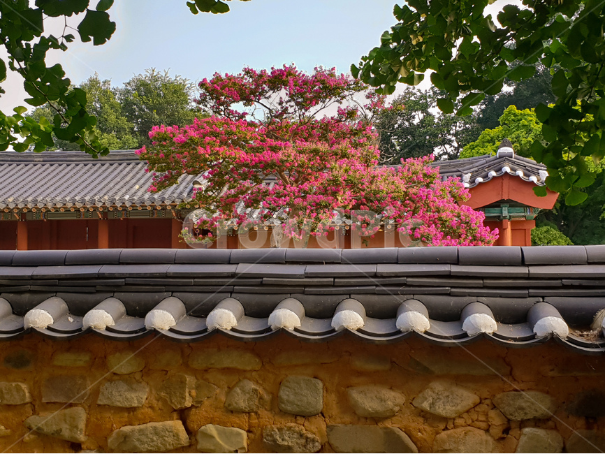 한옥마을,배롱나무,꽃,배롱나무꽃,핑크,풍경,돌담,한국전통,한국문화,korean traditional,korean culture,건축물,건물외관,exterior,building,structure,architecture,construction