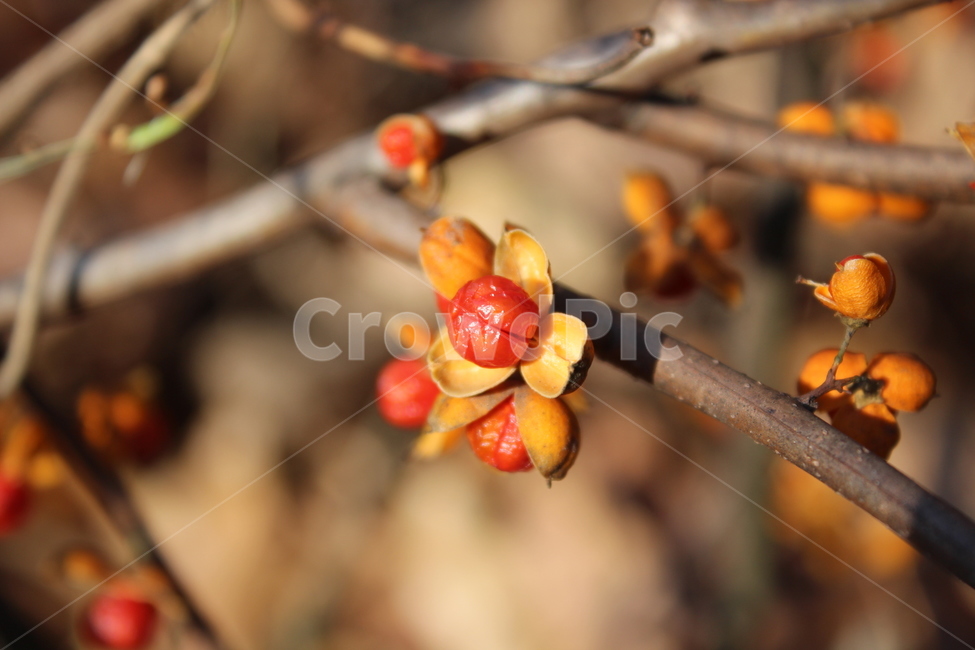 plant,식물,bud,flower,sprout