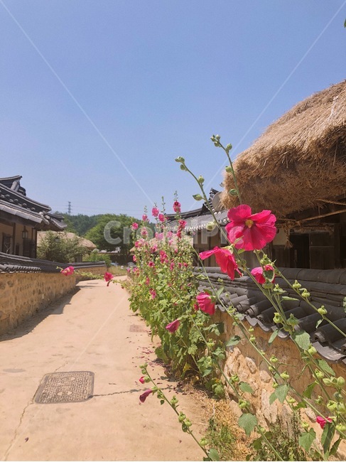 시골길,시골,꽃길,초가집,기와집