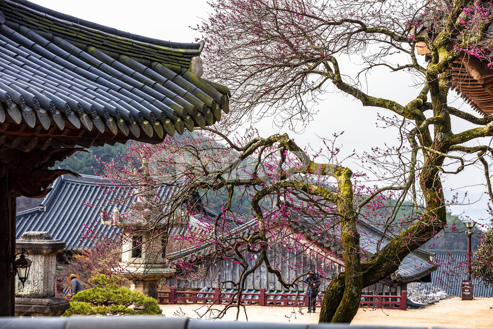 탚,석등,화엄사,문화유산,문화재,나무,흑매화,홍매화,봄,처마,추녀,건물,사찰,감성,기와,지붕