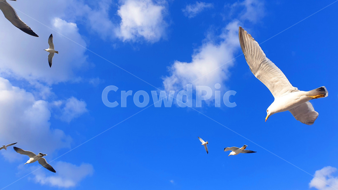 갈매기,바다,하늘,인천,구름,자유,비행,bird,flying