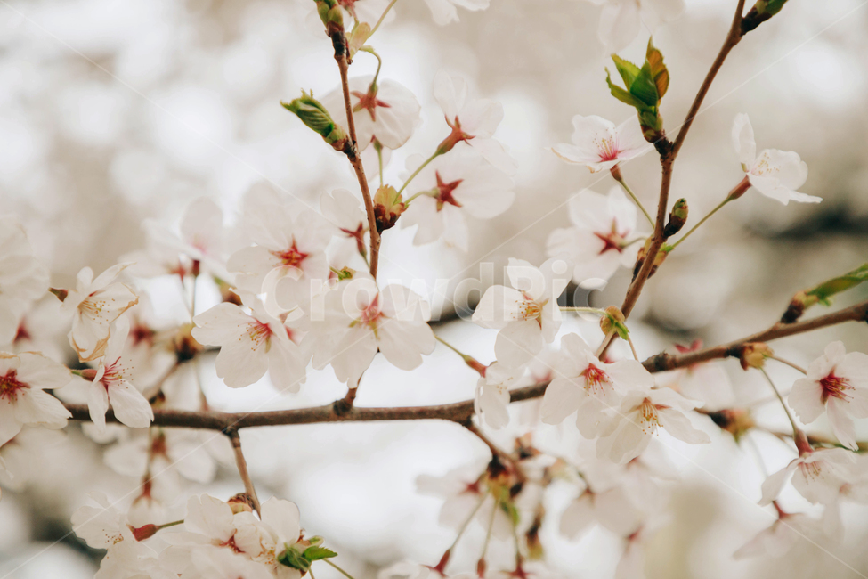 자연,식물,꽃,벚꽃,봄,아름다운,flower,벚나무,tree,봄,계절,spring,season,식물,자연,plants,nature,꽃,flower,plant,blossom