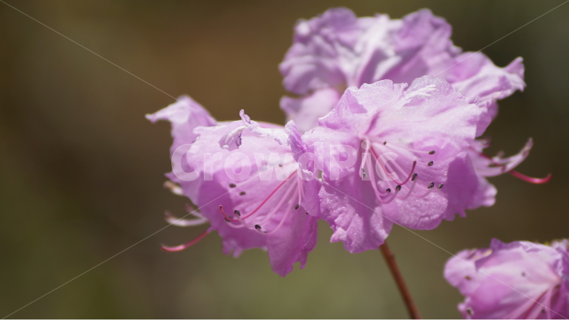 봄꽃,꽃,자연,풍경,진달래,봄,야생화,봄,계절,spring,season,식물,자연,plants,nature,꽃,flower,plant,blossom,geranium,제라늄