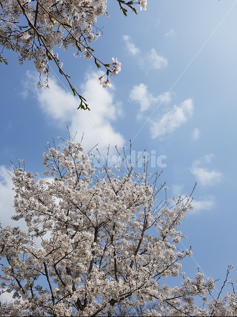 plant,식물,cherryblossom,blossom,벚꽃,자연,풍경,nature,landscape,꽃,cherry blossom,flower