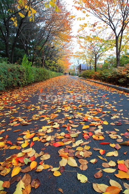 가을,단풍,풍경,늦가을,경치,낙엽,가을,계절,fall,autumn,season,leaf,잎,plant,식물