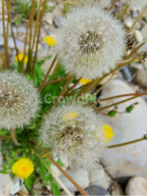 민들레,야생화,민들레씨,가을,민들레홀씨,민들레꽃,식물,자연,plants,nature,꽃,flower