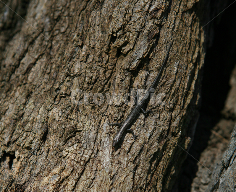도마뱀,나무,파충류,보색,자연,공원,lizard,동물,animal,파충류,양서류,reptile,amphibian