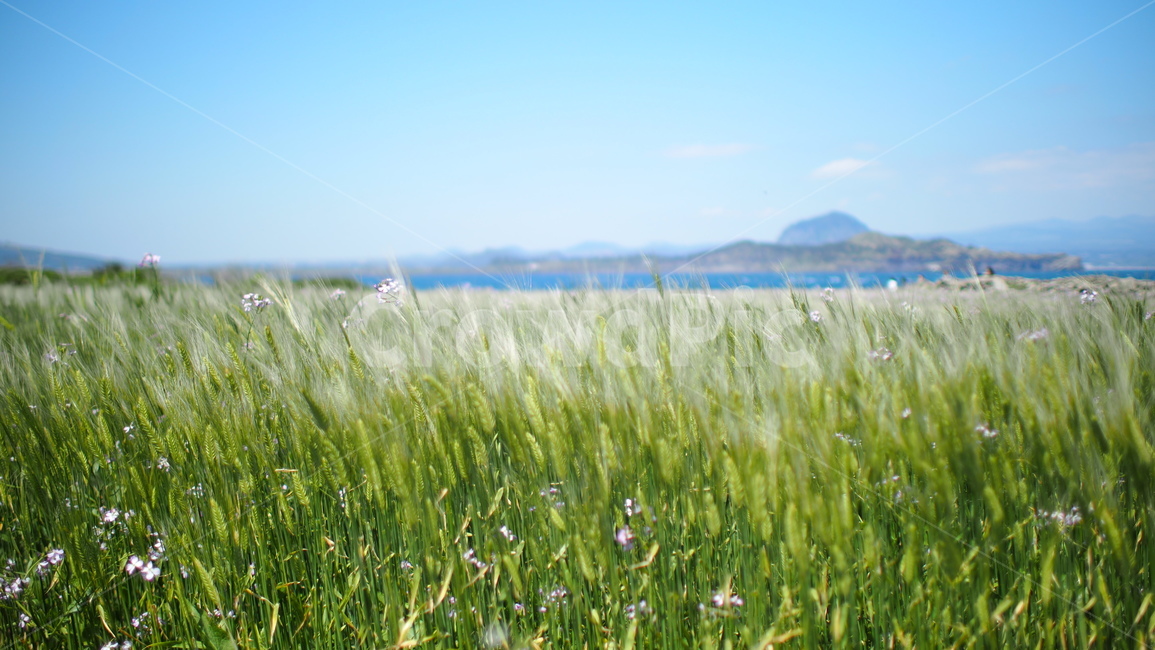 제주도,가파도,청보리밭,청보리,여름제주도,섬,자연,풍경,nature,landscape,grass,잔디,plant,식물