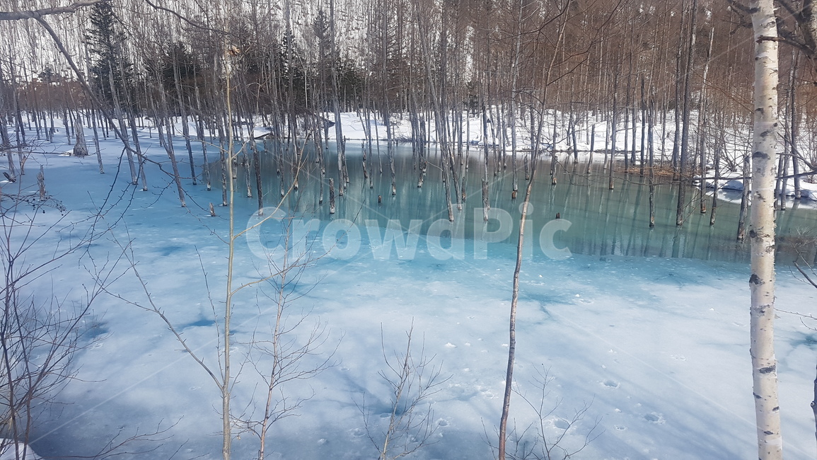 훗카이도,일본,비에이,청의호수,아오이이케,겨울,계절,winter,season,자연,풍경,nature,landscape,해외,외국,세계,foreign,oversea,world,세계자연풍경,해외자연풍경,외국자연풍경,world nature landscape,outdoors,옥외,tree,나무,plant,식물