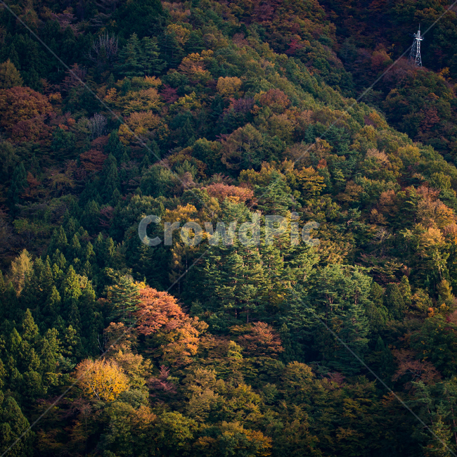 tree,나무,plant,nature,outdoors,자연,가을,계절,fall,autumn,season