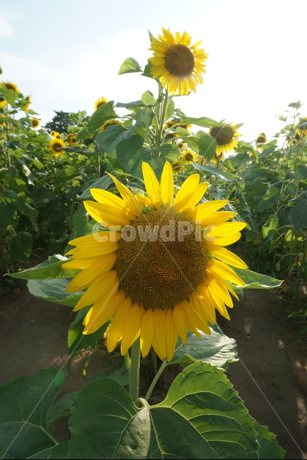 노란,해바라기,5월꽃,해바라기축제,노란색,식물,자연,계절,flower,nature,season,식물,자연,plants,nature,꽃,flower