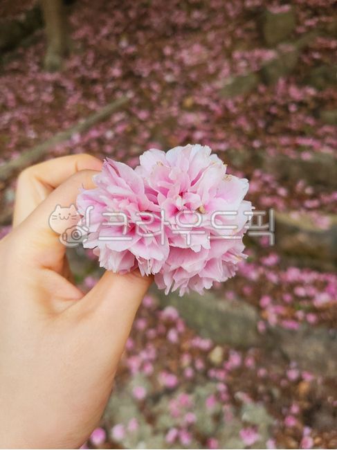 flower,꽃,겹벚꽃,벚꽃,꽃잎,꽃송이,벚꽃송이