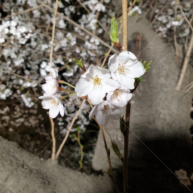 벚꽃,벚꽃축제,꽃,축제,밤,봄,spring,나들이,소풍,봄,계절,spring,season,식물,자연,plants,nature,꽃,flower,plant