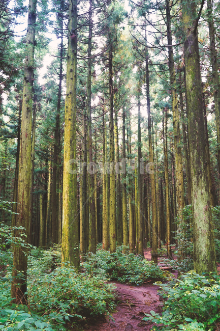 제주도,제주,사려니숲길,jeju,나무,길,path,자연휴양림,tree,jejudo,jejuisland,소나무,pine,자연,풍경,nature,landscape,식물,plants,나무,trees,wood,휴식,힐링,rest,relaxation,healing,plant,vegetation,초목,forest,숲,land,땅,grove,작은 숲,outdoors,옥외,woodland,삼림지,redwood,세쿼이아