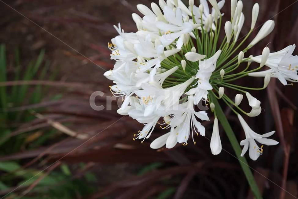plant,식물,flower,blossom,꽃,amaryllidaceae,수선화과,흰꽃,사물,야외,야생화