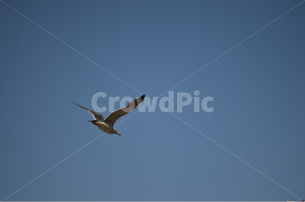 갈매기,날다,파란하늘,꿈,새,감성,느낌,풍경,동물,animal,조류,새,birds
