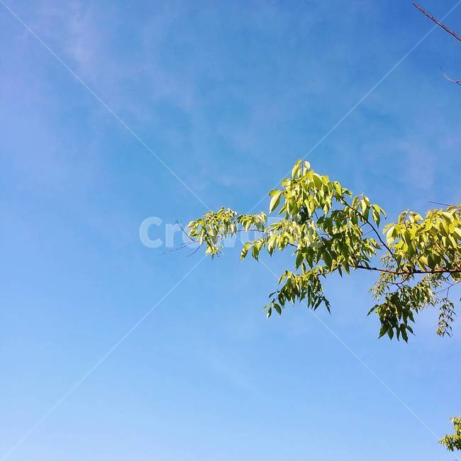 하늘,sky,green,나무,tree,초록,맑은하늘,맑은,공기,청량함,야외,자연,풍경,nature,landscape,plant,식물,leaf,잎