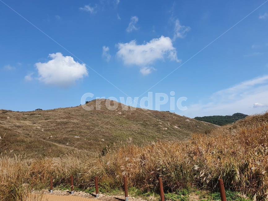 갈대,가을하늘,갈대밭,자연,nature,억새밭,화왕산,가을,오솔길,푸른하늘,풍경,억새,하늘색,field,plant,식물,hill,outdoors,구름,언덕,countryside,naturephotography,autumn,옥외,자연,풍경,nature,landscape