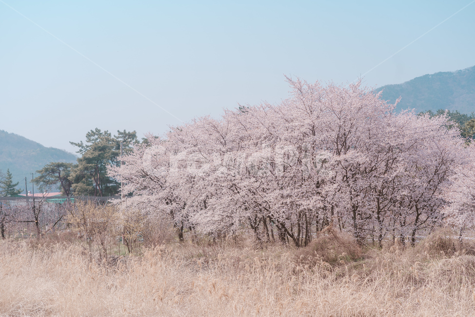 봄꽃,꽃,벚꽃,spring,자연,봄,계절,spring,season,자연,풍경,nature,landscape,한국자연풍경,한국자연경관,korea nature landscape,plant,식물,blossom,flower