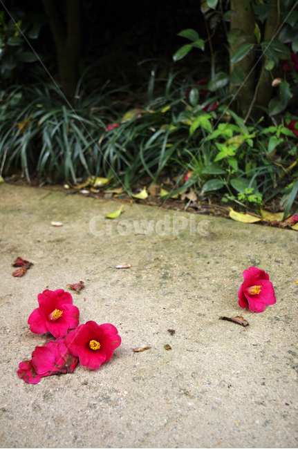 동백꽃,낙화,꽃,flower,식물,plant,꽃,flower