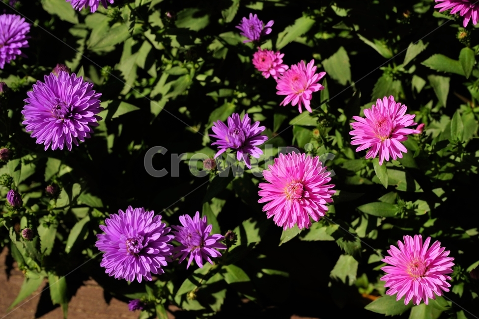 꽃,향기,계절,여름,녹색,빨강색,아름다움,자연,healing,nature,bloom,season,smell,beautiful,plant,flower,식물,자연,plants,nature,꽃,flower