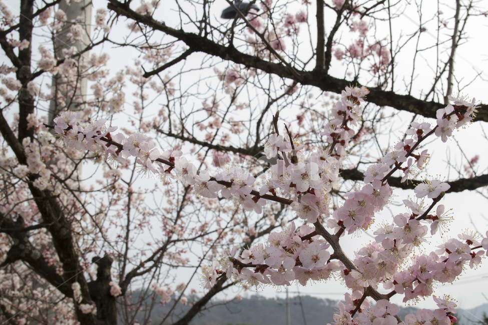 봄,배경,꽃,벚꽃,자연,나무,푸른하늘,나뭇가지,야외,나들이,공원,분홍,Spring,background,flowers,natural,tree,bluesky,branches,outdoor,picnic,park,cherryblossoms,pink,봄,계절,spring,season,식물,자연,plants,nature,꽃,flower,plant,blossom