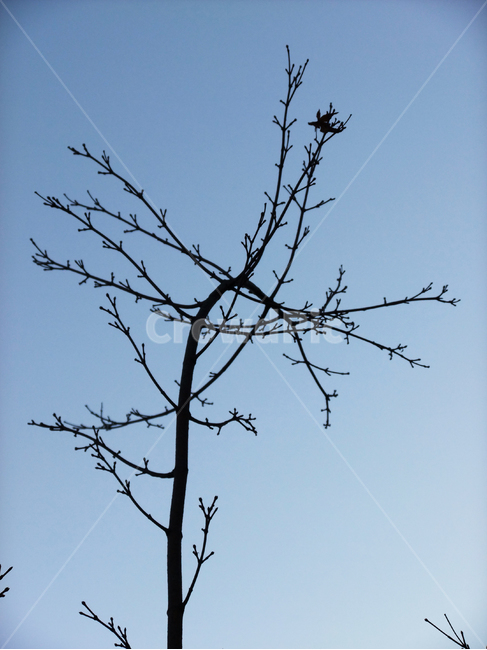 나무,가지,겨울,실루엣,하늘,추위,cold,winter,sky,blue,dark,night,저녁,어둠,branch,tree,plant,나무줄기,park,nature,자연,silhouette