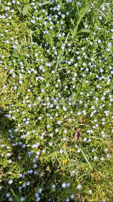 flower,꽃,식물,초원,풀,잔디