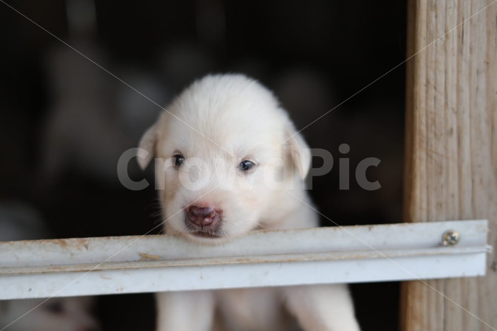 멍멍이,강아지,개,동물,빛모아농원,동물,animal,포유류,mammal,개,강아지,dog,doggy