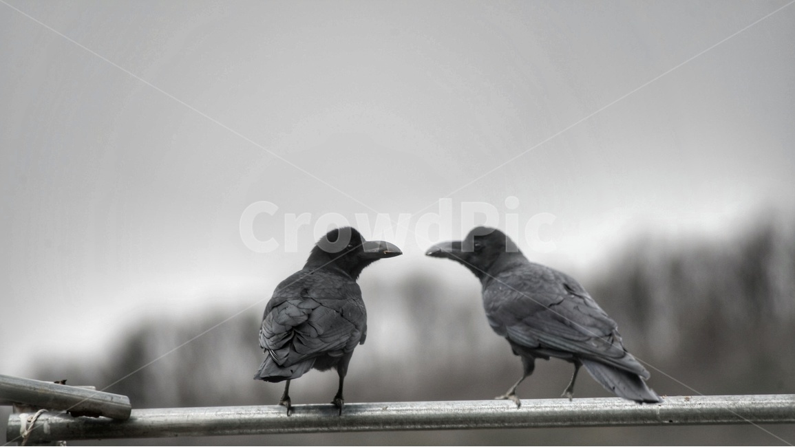 새,까마귀,동물,animal,야생동물,동물,animal,조류,새,birds,흑백,모노톤,monochrome,black and white